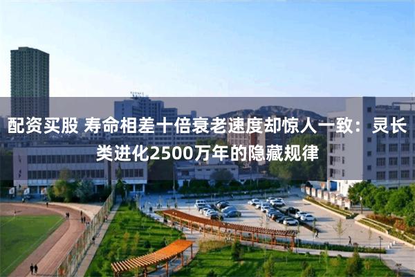配资买股 寿命相差十倍衰老速度却惊人一致：灵长类进化2500万年的隐藏规律