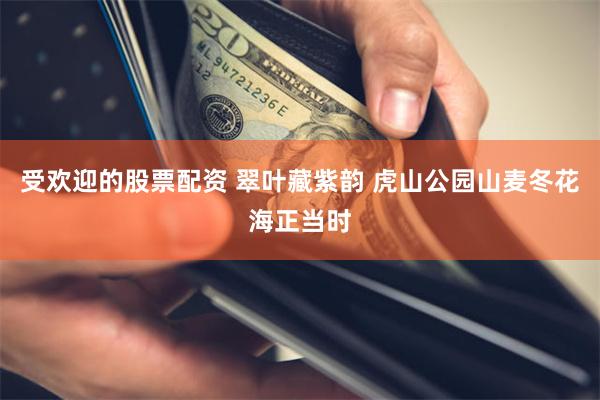 受欢迎的股票配资 翠叶藏紫韵 虎山公园山麦冬花海正当时