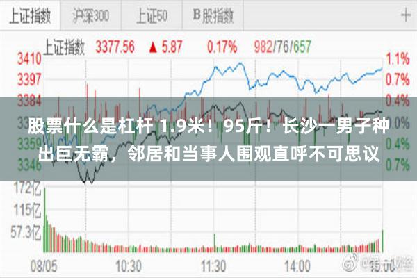股票什么是杠杆 1.9米！95斤！长沙一男子种出巨无霸，邻居和当事人围观直呼不可思议